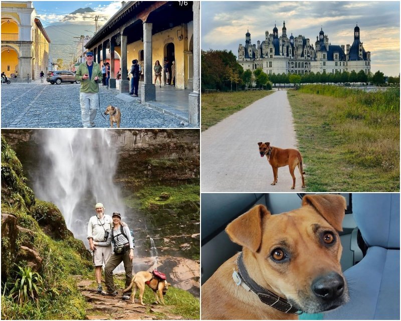 De Belén a los Alpes: la historia de Banda, la perrita callejera que fue adoptada por turistas suizos durante la pandemia