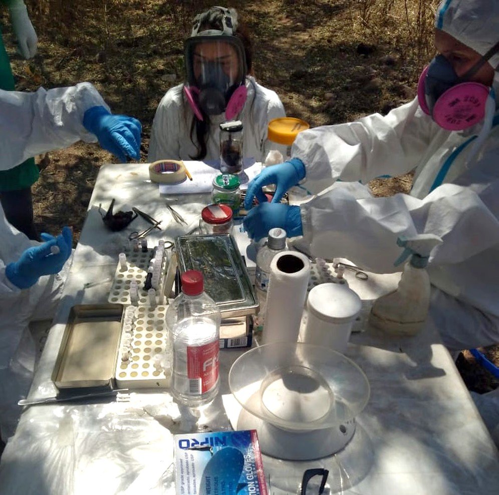 Detectaron roedores portadores de Hantavirus en la provincia