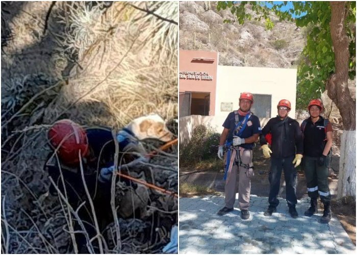 Rescataron a un perro que cayó a un barranco en el Cerro de la Virgen de Belén