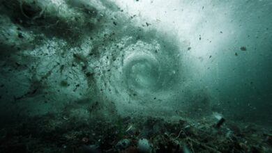 Photo of Científicos analizaron los niveles históricos de carbono en los océanos y encontraron un dato inesperado