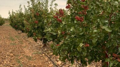Photo of En Belén se llevará  a cabo una Charla Informativa sobre el Proyecto Productivo de Pistacho en La Ciénaga