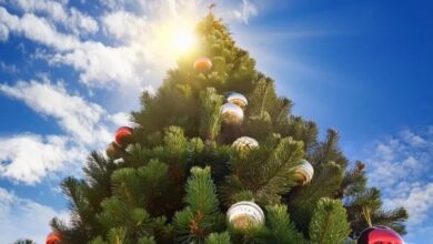 Photo of Oficial: cuándo son los asuetos otorgados a nivel nacional por las fiestas de fin de año