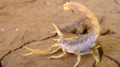 Photo of Una joven embarazada fue picada en el ojo por un alacrán