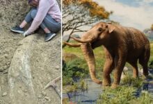 Photo of Hallazgo en Miramar: rescatan el colmillo de un elefante prehistórico de más de 100 mil años