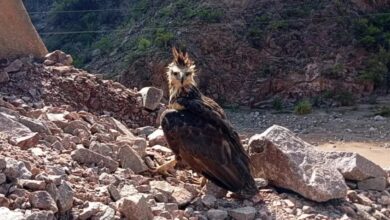 Photo of Liberaron un águila coronada en Belén