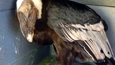 Photo of Rescataron un cóndor andino herido en Londres: evalúan su pronta liberación