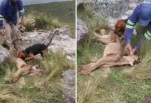 Photo of Maltrato animal: identificaron al responsable y se realizó la denuncia