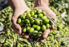 Photo of Cosecha de aceitunas: pagarán $5.200 por cajón en Catamarca y La Rioja