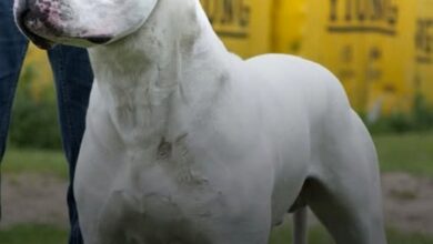 Photo of “Toky”, el Dogo Argentino que se convirtió en leyenda: ganó el certamen internacional de perros más prestigioso del mundo