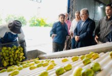 Photo of Catamarca avanza hacia su primera exportación de tuna con destino a Europa