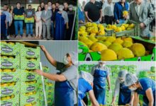 Photo of Producción de Belén: más de 15.000 kilos de membrillo llegan al Mercado Central