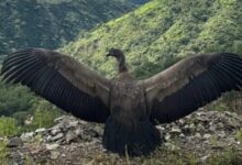 Photo of Liberaron un cóndor andino rescatado en Capayán
