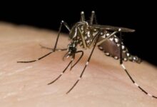 Photo of Refuerzan la vigilancia por dengue y virus respiratorios ante un escenario cambiante