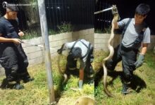 Photo of Capturaron una lampalagua de gran tamaño en la Gruta de la Virgen del Valle