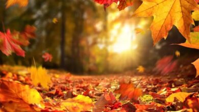 Photo of Otoño 2026 en Argentina: cuándo comienza la nueva estación y qué fenómeno astronómico marca el cambio