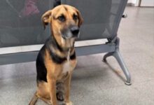 Photo of La historia de Arturo, el perro que esperó 25 días en el hospital a su dueño que había muerto