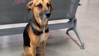 Photo of La historia de Arturo, el perro que esperó 25 días en el hospital a su dueño que había muerto