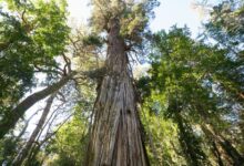 Photo of El árbol más viejo de la Argentina, un tesoro patagónico que tiene 2630 años y sorprende a la ciencia