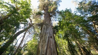 Photo of El árbol más viejo de la Argentina, un tesoro patagónico que tiene 2630 años y sorprende a la ciencia
