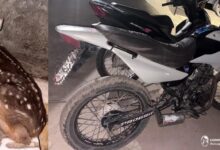 Photo of Detuvieron a un motociclista que llevaba una corzuela en un bolso